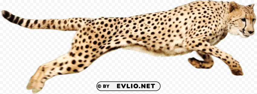 Cheetah PNG For Photoshop