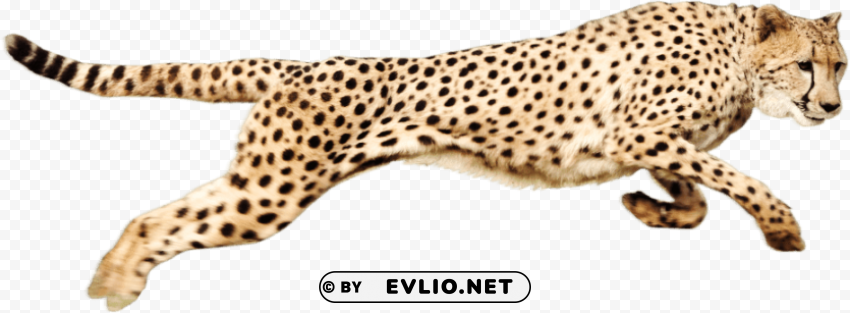 cheetah running PNG for design