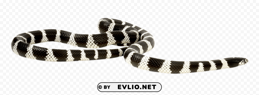 snake PNG for overlays