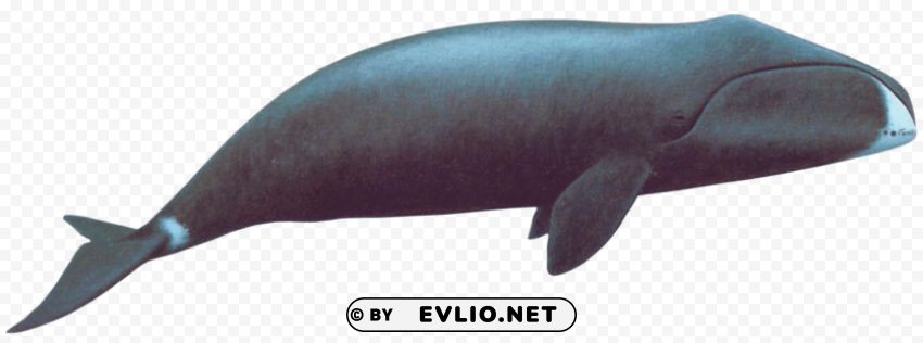 bowhead whale Isolated Graphic on HighQuality PNG png images background - Image ID 80f014df