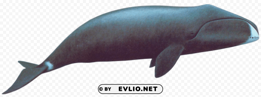 Bowhead Whale Isolated Graphic On HighQuality PNG