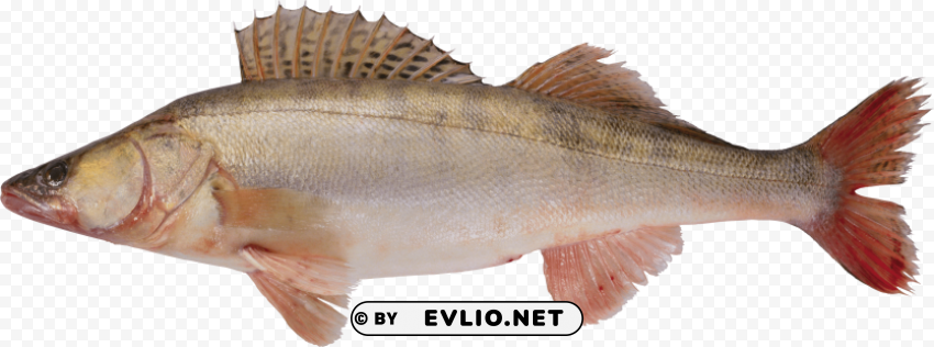 fish Transparent PNG images with high resolution