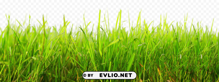 grass Isolated Artwork on Clear Transparent PNG