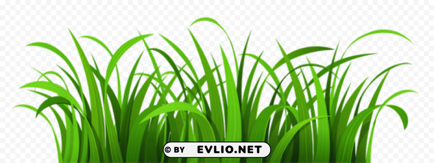 grass patch Isolated Design Element in HighQuality Transparent PNG