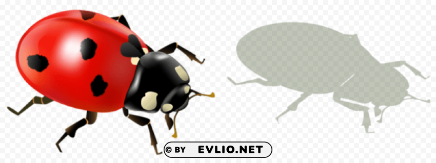 PNG image of ladybug andshadowpicture Transparent PNG pictures for editing with a clear background - Image ID 3b8b2ed8