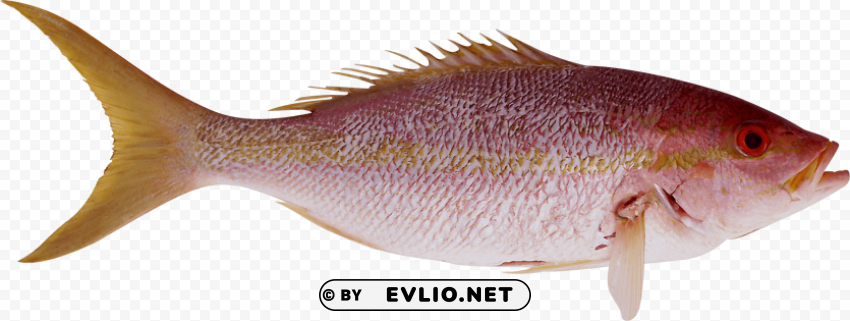 fish Transparent PNG graphics variety