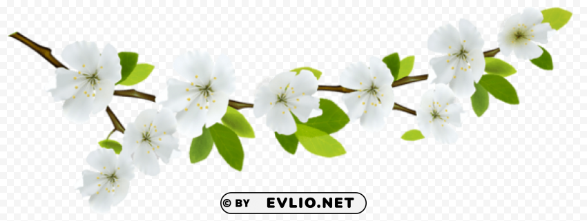 spring branch white PNG images with clear cutout