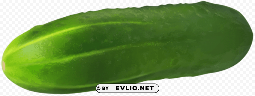 Gherkin Cucumber Transparent PNG Isolated Graphic With Clarity