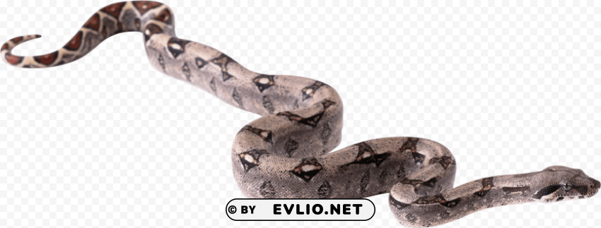 grey snake twirling ClearCut Background PNG Isolated Subject