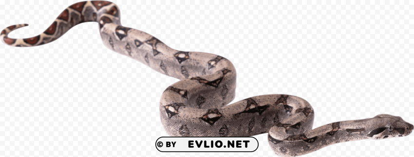 python free pictures HighQuality Transparent PNG Isolated Artwork