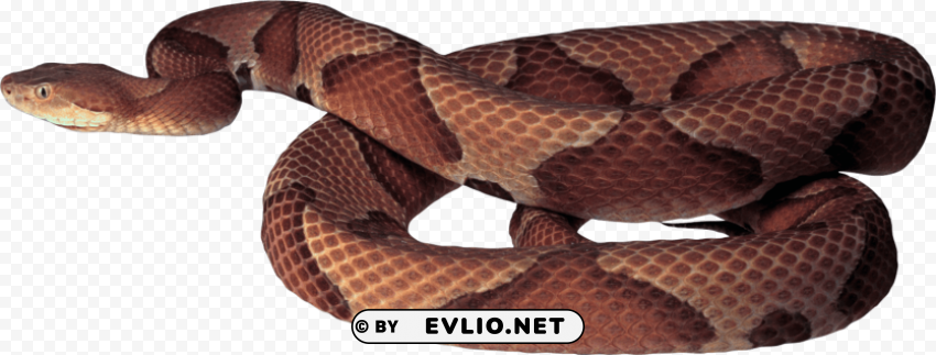python HighQuality Transparent PNG Isolated Graphic Design