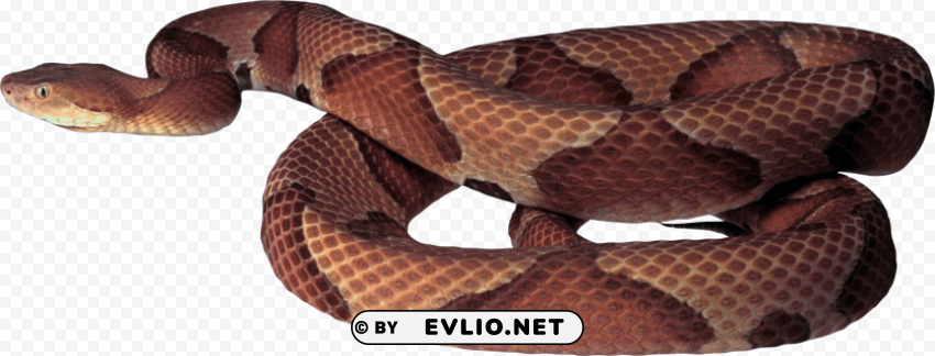 brown snake Clear PNG pictures comprehensive bundle png images background - Image ID 781c874c