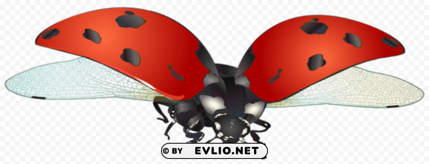 PNG image of flying ladybug Transparent PNG Isolated Subject Matter with a clear background - Image ID ccebc906
