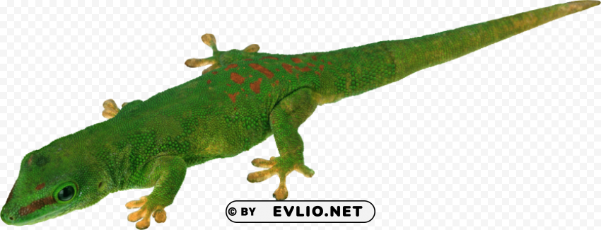 green lizard photo PNG transparent stock images