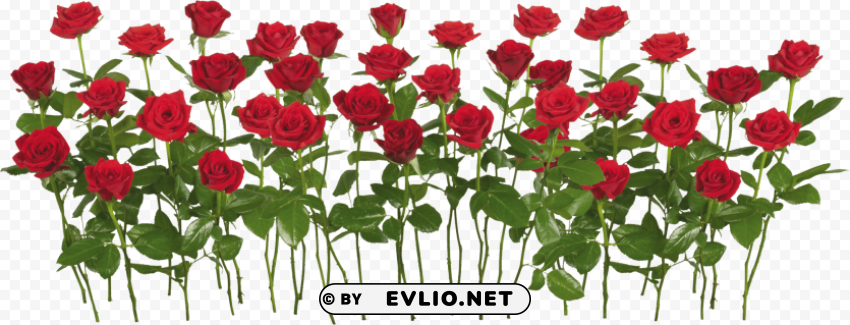 red rose Free PNG images with transparent layers compilation