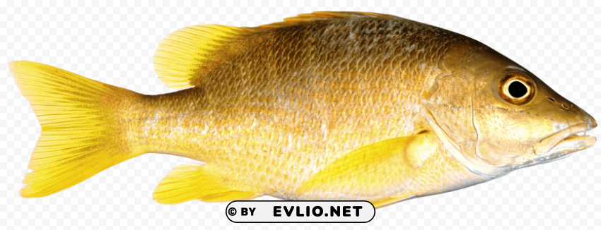 Fish Isolated Element On HighQuality Transparent PNG