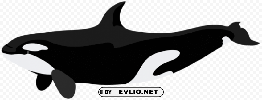 orca PNG transparent design diverse assortment