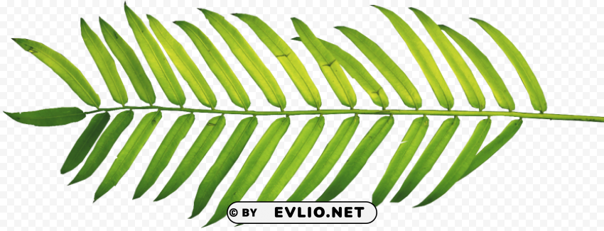 palm leaf watercolor High-resolution transparent PNG images set