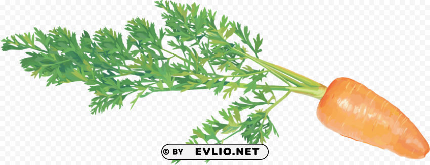 carrot PNG images with transparent canvas assortment