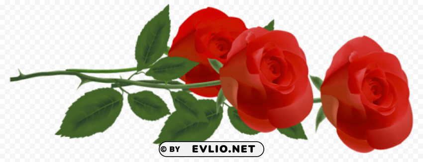 three red rosespicture PNG free download