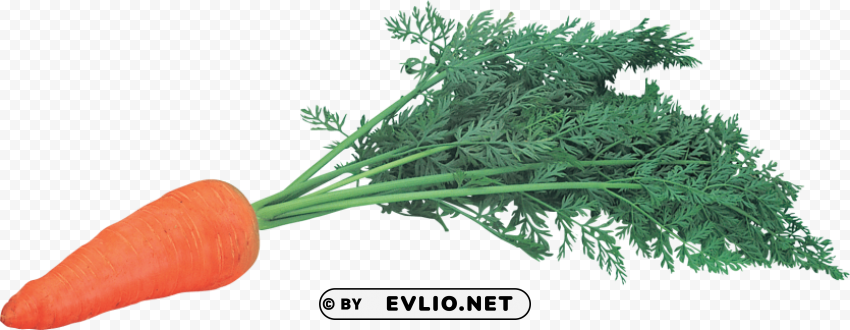 carrot PNG images with no limitations