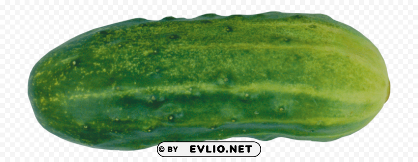 cucumber Isolated Artwork in HighResolution PNG