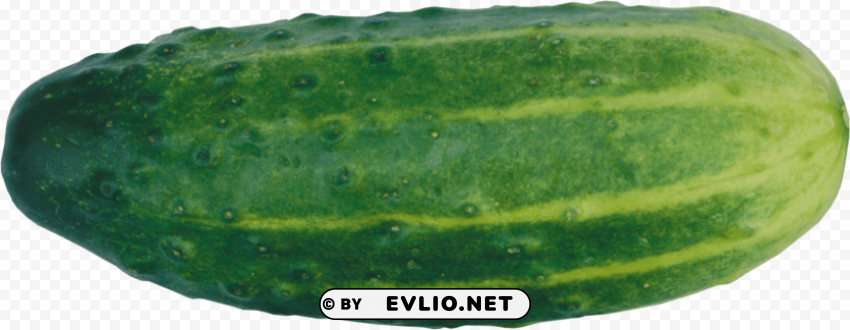 cucumber Isolated Artwork in Transparent PNG