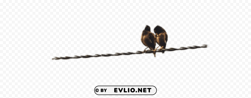 couple of birds perched on a cable PNG with no cost