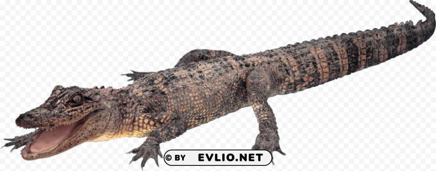 crocodile Isolated Graphic on HighResolution Transparent PNG