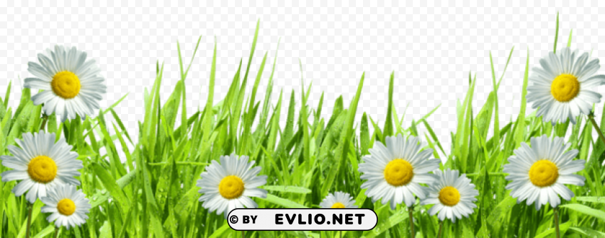 Flowers Transparent PNG Isolated Element