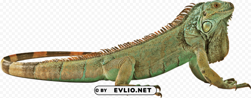green lizard free pictures PNG transparent photos vast collection