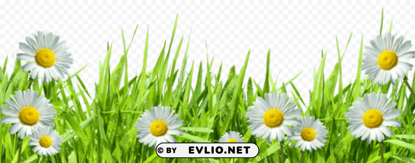 large grass with dew and daisies Isolated Graphic on Clear Transparent PNG
