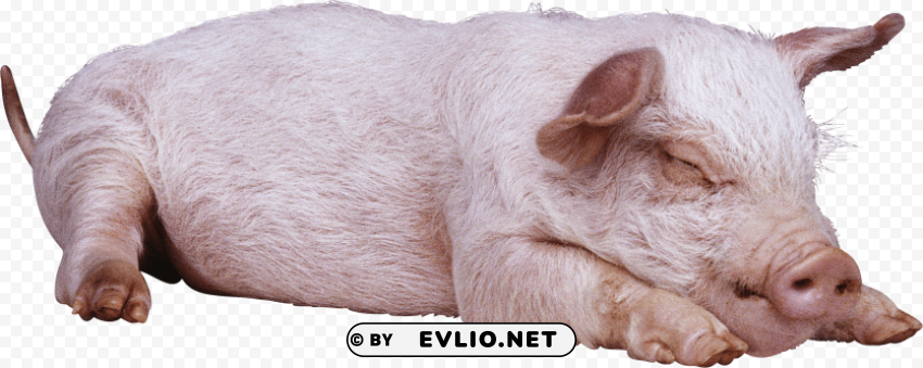 sleeping pig PNG Image with Transparent Cutout