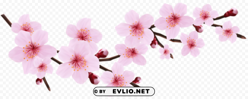 blossom spring pink twig transparent PNG graphics with clear alpha channel