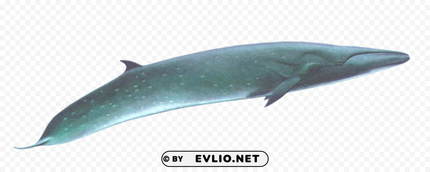 sei whale Isolated Graphic Element in Transparent PNG
