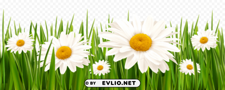 grass and white flowers Isolated Graphic on Clear Background PNG