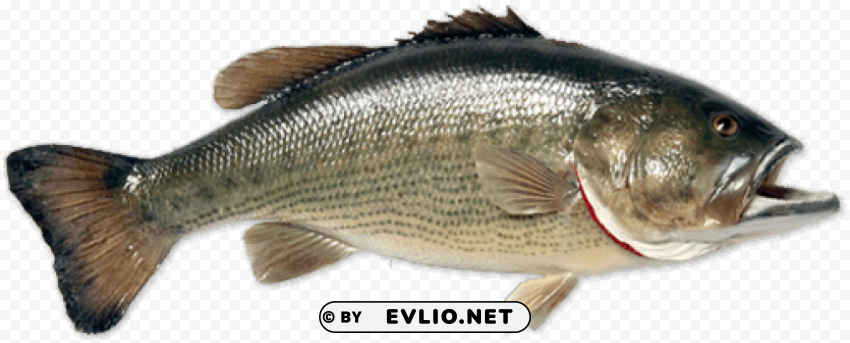 fish Transparent PNG images extensive gallery