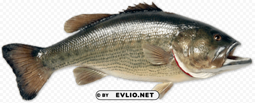 Fish Transparent PNG Images Extensive Gallery