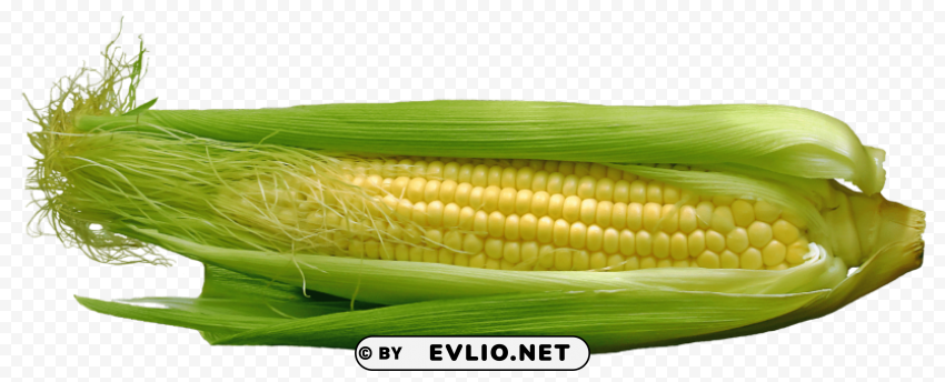 corn PNG format with no background