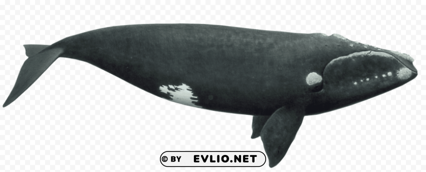 right whale Isolated Element with Transparent PNG Background