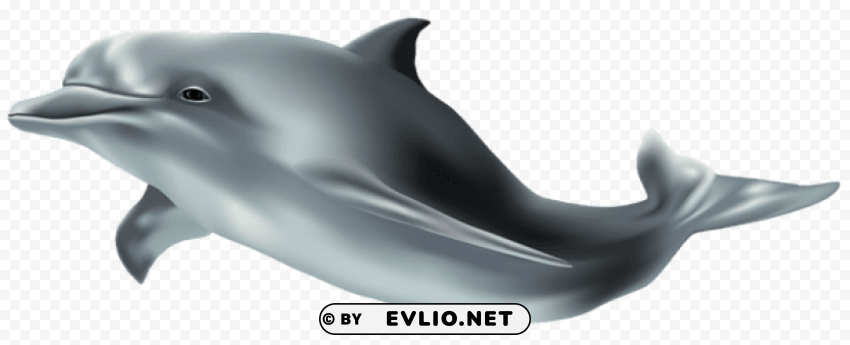dolphin Isolated Element in HighQuality PNG