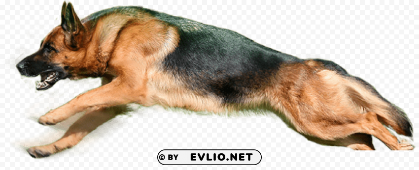 dog PNG design elements