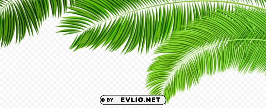 palm branches decoration PNG clip art transparent background