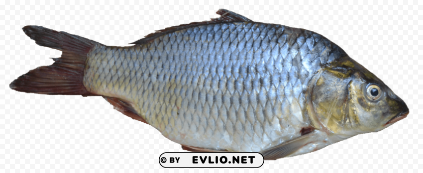 fish PNG artwork with transparency