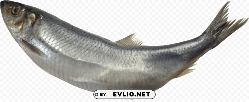 fish Transparent PNG images extensive variety