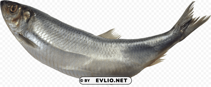 fish PNG clear background