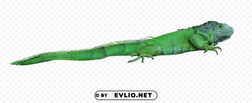 green lizard PNG transparent vectors
