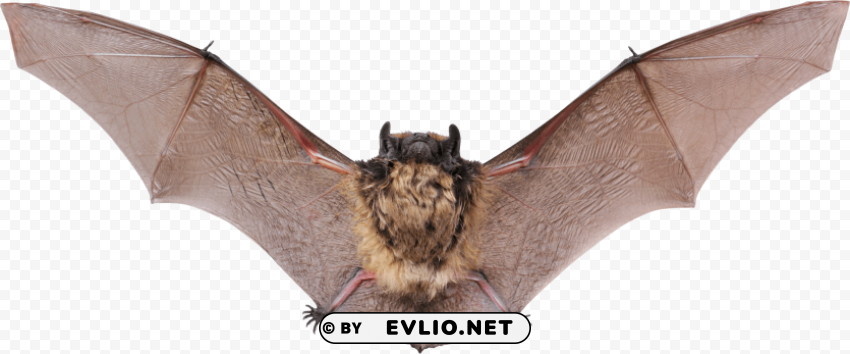 flying bat Isolated Item with Transparent Background PNG