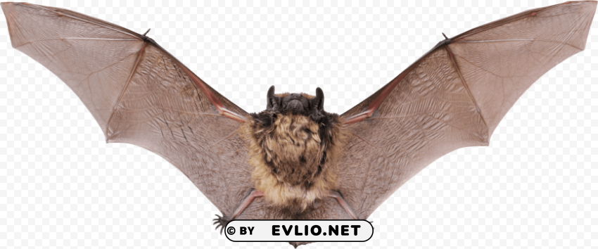 small bat open wings PNG for web design