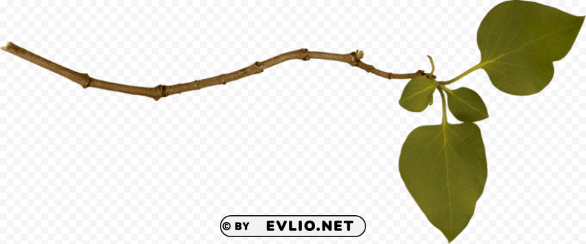 PNG image of branch PNG images with alpha transparency free with a clear background - Image ID 0e60dedf